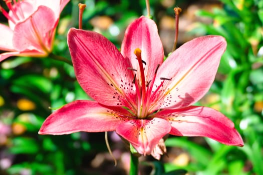 The background image of the colorful flowers, background nature