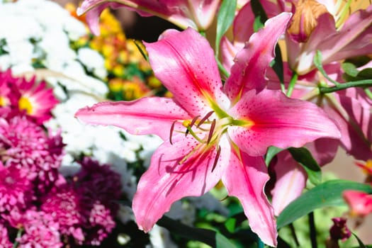 The background image of the colorful flowers, background nature