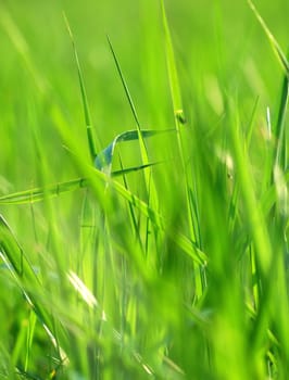 Closeup image of spring green grass.