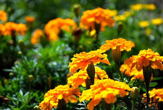 Yellow flovers in the garden.