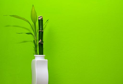 Bamboo in the white vase with green background.