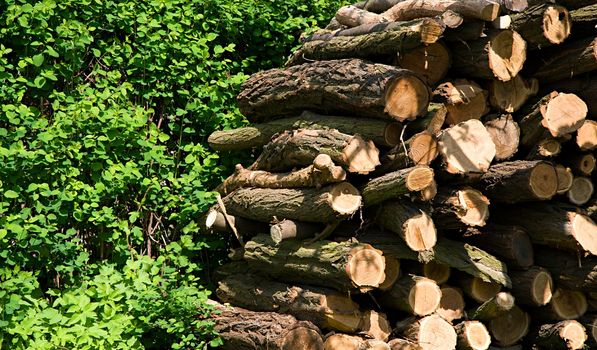 Stack of wood at spring time.