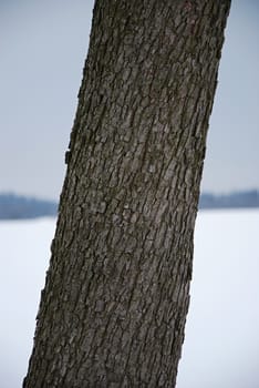 Detail image of old wood at snow meadow.