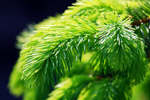 Detail closeup shoot of green branch of common spruce.