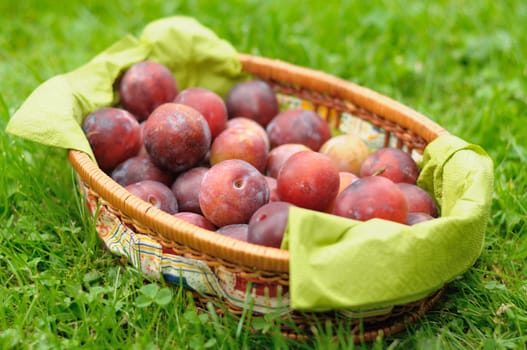 Greengage plums in trug after picking.