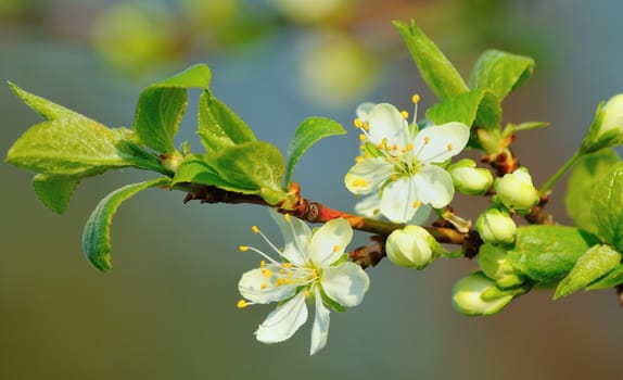 Closeup image of cherry blossom at spring.