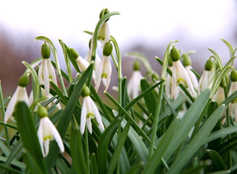 Green snowflake in the garden at the end of winter.