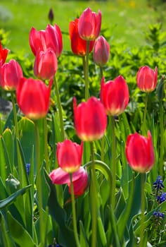 Closeup image of red tulips.