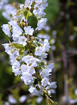 White cherry blossom at spring time.