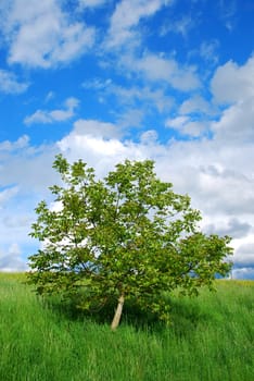 Alone tree at summer green meadow.