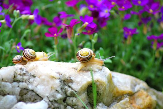 Macro shoot of small snails on the rock.