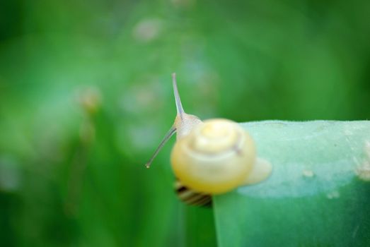 Macro shoot of small snail on the plant.