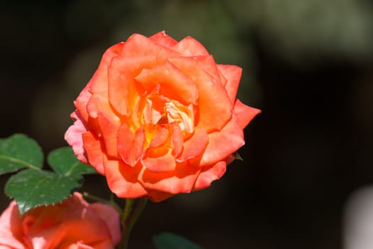 The photograph shows a blooming red rose