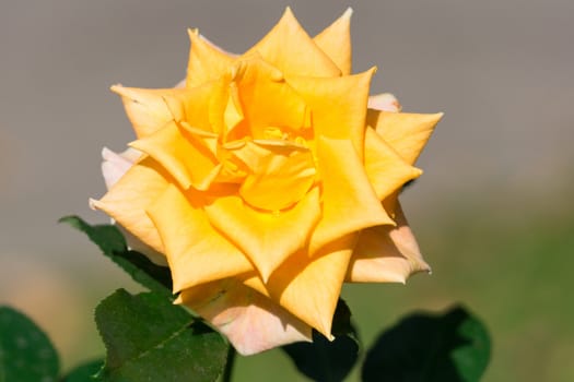 The photograph shows a blooming yellow rose
