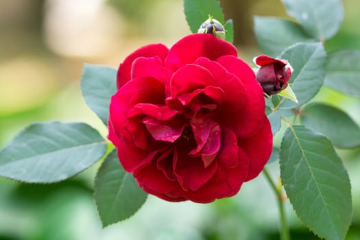 The photograph shows a blooming red rose