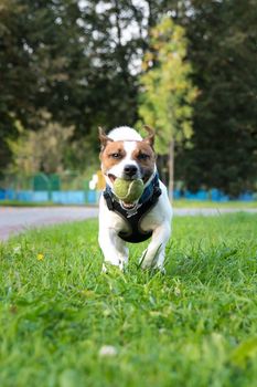 The photo shows a dog with a ball