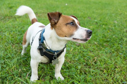 The photo shows a dog with a ball