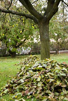 Foliage under the tree