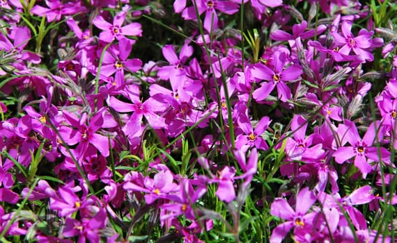 Detail image of violet at spring.