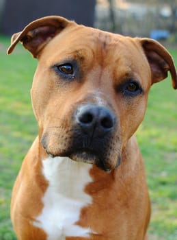 Detail image of head of brown bull terrier.