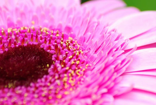 Closeup shoot of blow of pink gerbera.