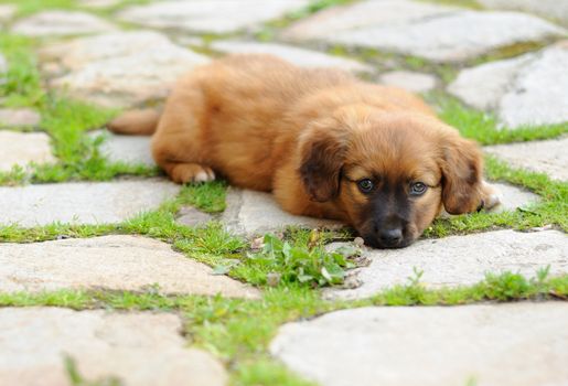 Small brown laying relax puppy, old only few weeks.