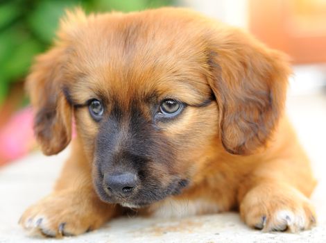 Portrait of small brown puppy, old only few weeks.