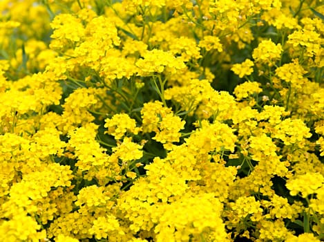 Detail image of spring yellow flowers.