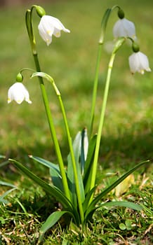 Green snowflake in the garden at the end of winter.