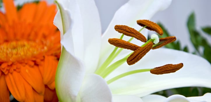 Closeup shoot of white orchid with orange gerbera.