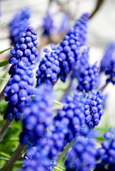 Detail image of blue muscari at spring.