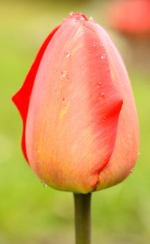 Macro shoot of small red tulip bud.