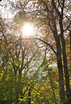 Afternoon sun shine through the tree.