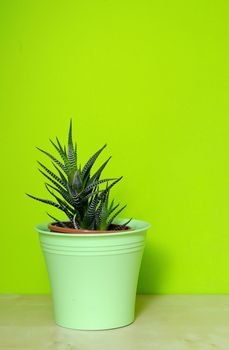 Aloe Vera in green plastic flowerpot.