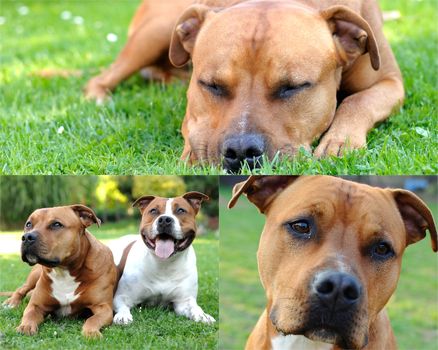 Collage photo with American Staffordshire bull terriers lying on the grass.
