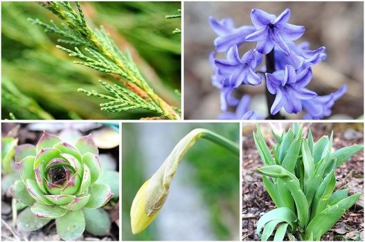 Collage from photos of spring flowers.