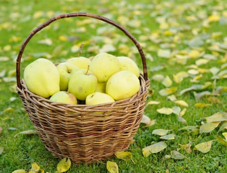 Green autumn apples in wicker basket.