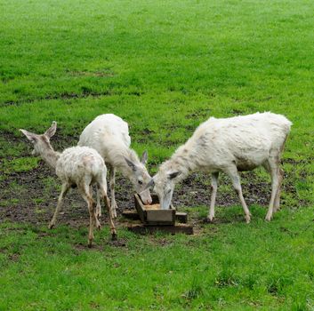 White deer during their feeding in the ZOO.