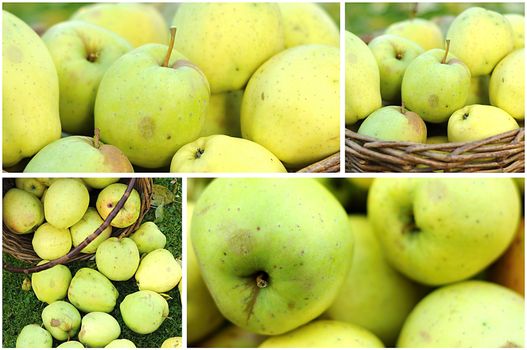 Collage from green autumn apples in wicker basket.