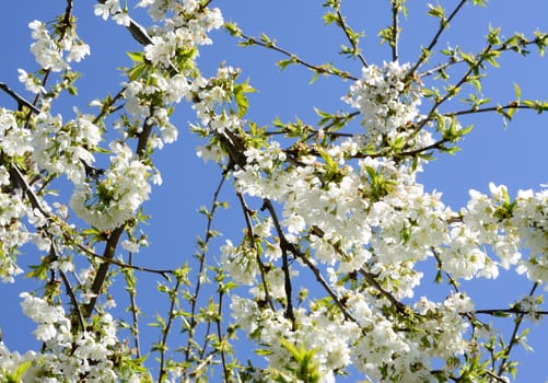 Cherry branch are growing up to the sky.