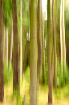 Abstract blur image of deep forest.