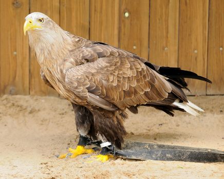 Golden Eagle (Aquila chrysaetos) jailed in ZOO.