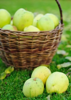 Green autumn apples in wicker basket.