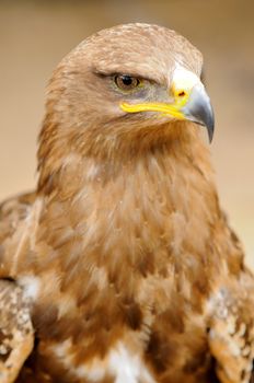 Head portrait oh Golden Eagle.