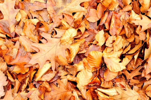 Background from autumn foliage on the ground.