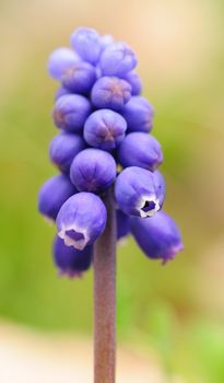 Macro shoot of Grape Hyacinth (Blue Muscari).