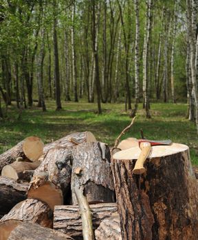 Axe and cuted trees in forest.