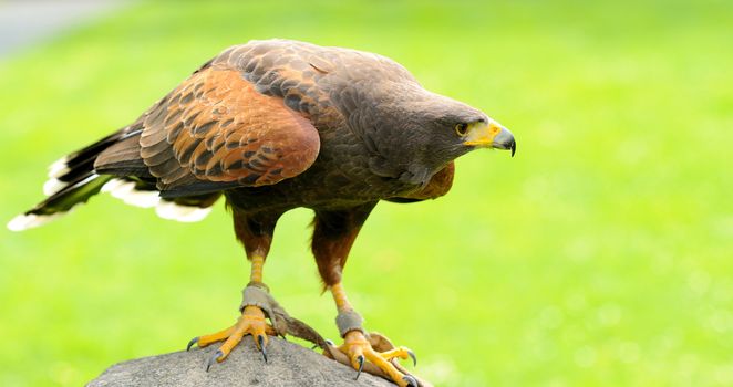 Brown Eagle jailed in ZOO.