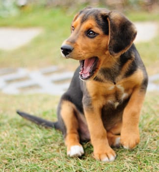 Portrait image of small black beagle at garden.