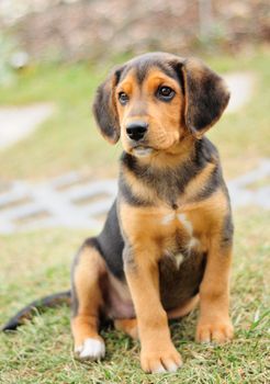 Portrait image of small black beagle at garden.